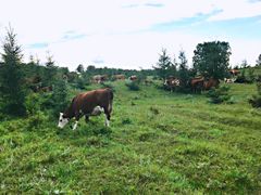 景点-木兰围场