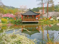 -东湖磨山景区樱花园-停车场