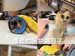 -御宝贝·A梦猫科宠物医院(国际猫友好医院)