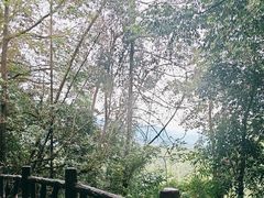 -中国大熊猫保护研究中心雅安碧峰峡基地