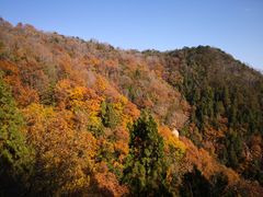 -遵化市禅林寺古银杏风景园