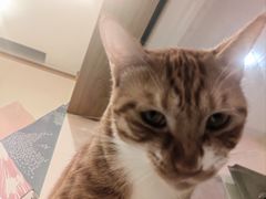 -滚猫咖啡·猫咖·猫友好撸猫(未来城店)