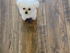 -欧奕国际动物医院