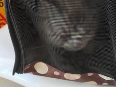 -皮特动物医院(24小时店)