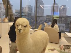 -怪兽屋·羊驼·猫咖·狗咖(俊华广场店)