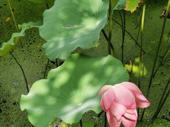 -法华学问寺-停车场