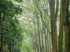 -缙云山景区