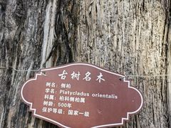 -中岳庙