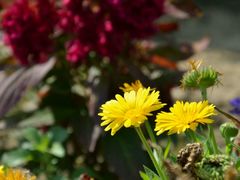 -武清南湖绿博园