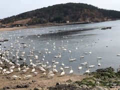 -烟墩角天鹅湖