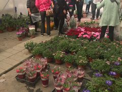 -龙大花卉苗木市场