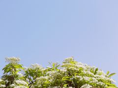 -上海吴淞炮台湾国家湿地公园