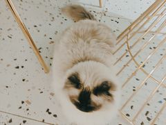 -喵喵咪呀布偶猫咖(春熙路店)
