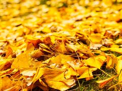 -四川大学(华西校区)