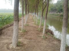 -西青郊野公园