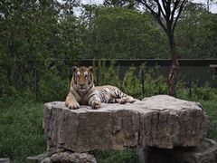 -上海野生动物园