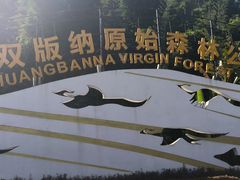 -西双版纳原始森林公园