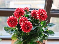 -双季花艺园艺市场(浦东店)
