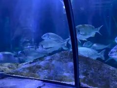 -悉尼海洋生物水族馆