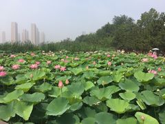 -前关湿地公园