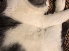 -猫猫幼稚园·撸猫·桌游·电玩