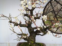 -香雪海
