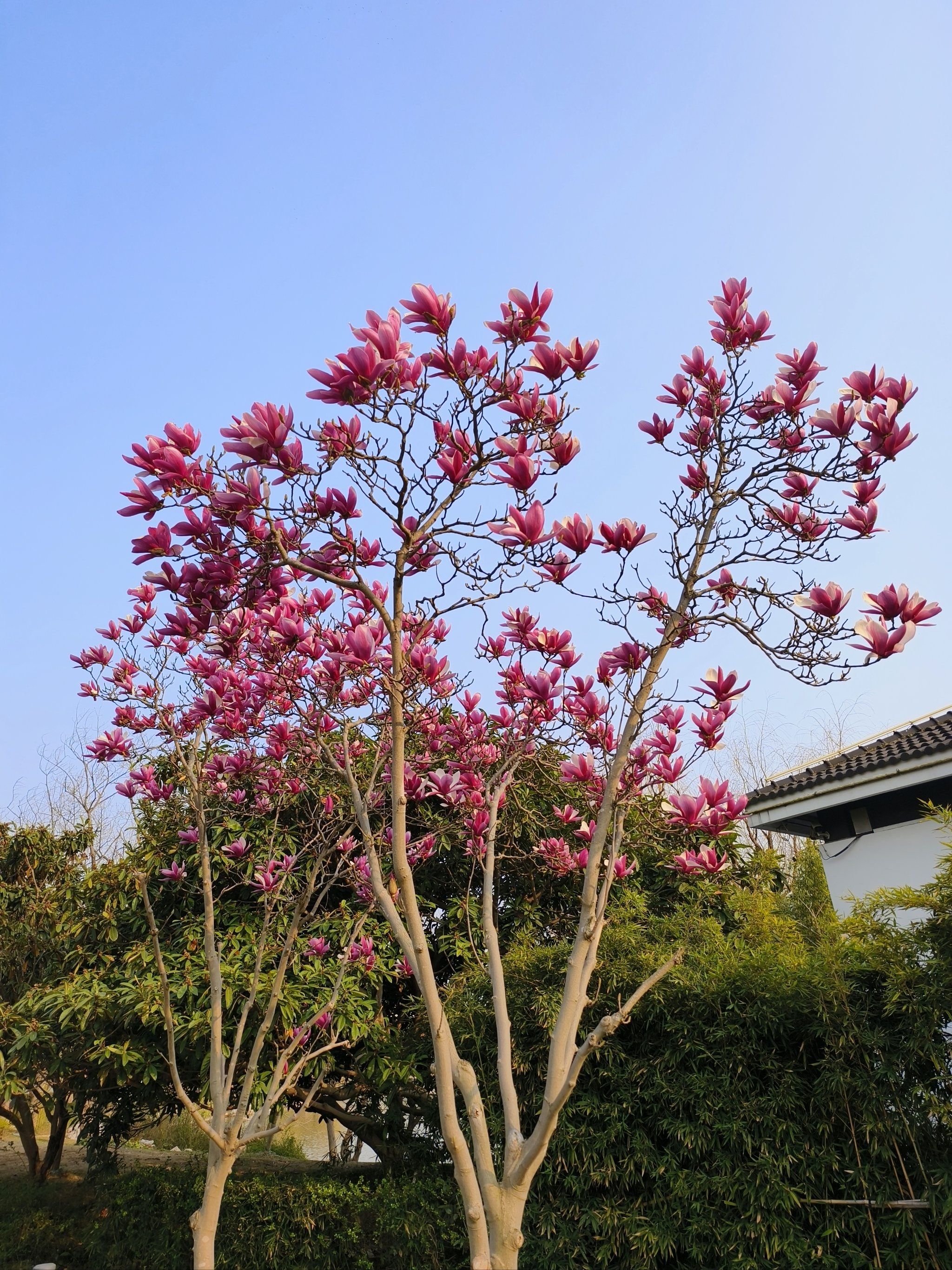 真实的花朵 风景图片