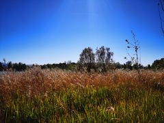 -野鸭湖国家湿地公园