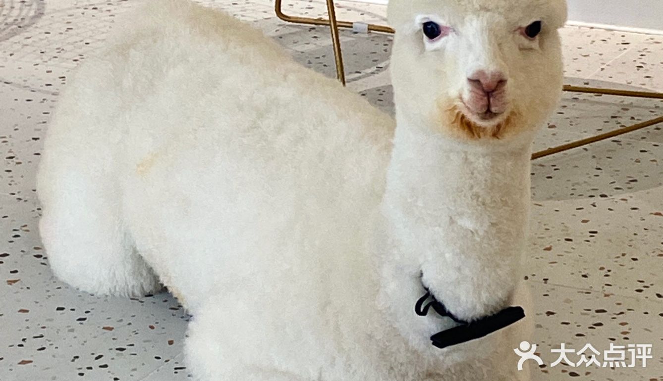 在南阳也可以撸羊驼🦙