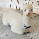 在南阳也可以撸羊驼🦙