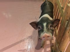 -巴克创奇梦工厂