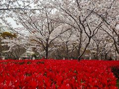 -高东镇樱花园