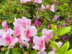 -南通博物苑-崇川人民公园