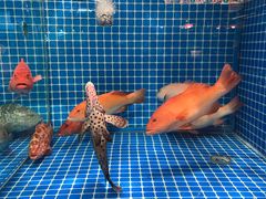 -肥福排档(星光店)