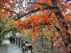 -北京十三陵国家森林公园蟒山景区