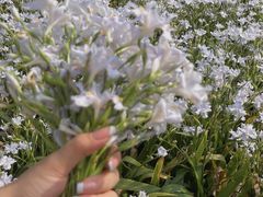 -国际非物质文化遗产博览园