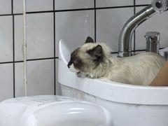 -BABIT巴比特宠物(MOMOPARK店)