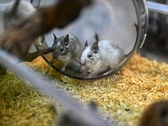 -酷以爬仙阁实体爬宠店·守宫·蜥蜴·专业繁育