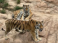 -西霞口神雕山野生动物世界