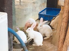 -灵玲国际马戏城