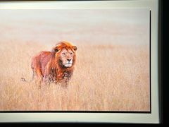 -罗红摄影艺术馆