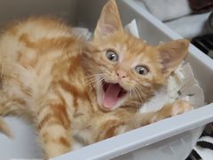 -爱侣宠医·鹦鹉专科·小型哺乳类·异宠专科(灵石路店)