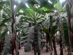 -呀路古热带植物园