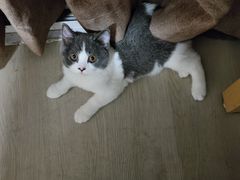 -lincat·猫舍(广州店)