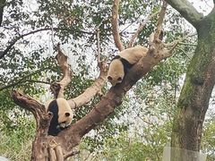 -都江堰中华大熊猫苑