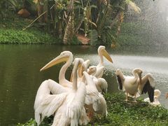 -深圳野生动物园