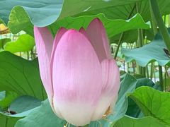 -莲花池公园