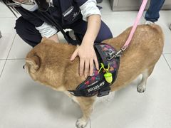 -申普宠物医院·心脏介入·心血管微创(总院)