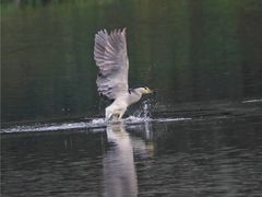 -重庆彩云湖湿地公园
