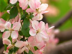 -海棠花溪(元大都城垣遗址公园)